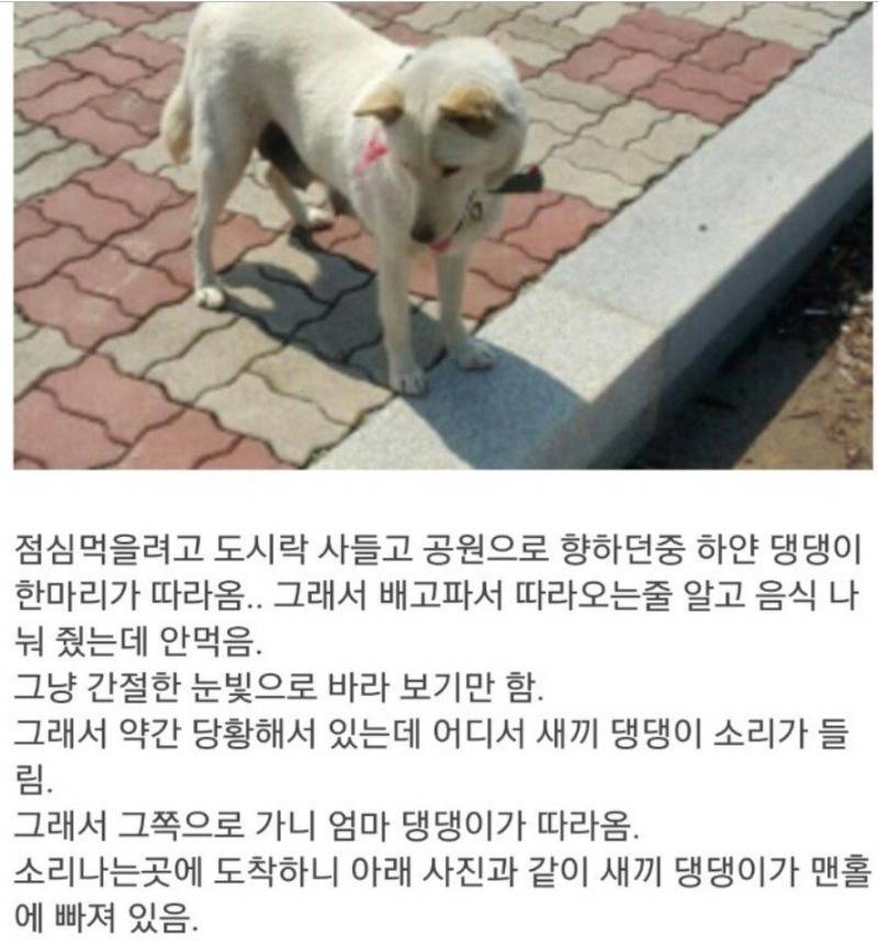 댕댕이가 따라온 이유 | 인스티즈