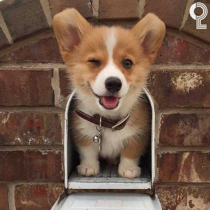 댕댕이들의 윙크 | 인스티즈