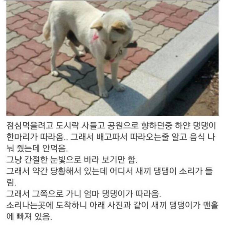 도움이 필요했던 댕댕이 | 인스티즈