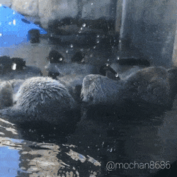 나란히 누워있는 아기해달.gif | 인스티즈