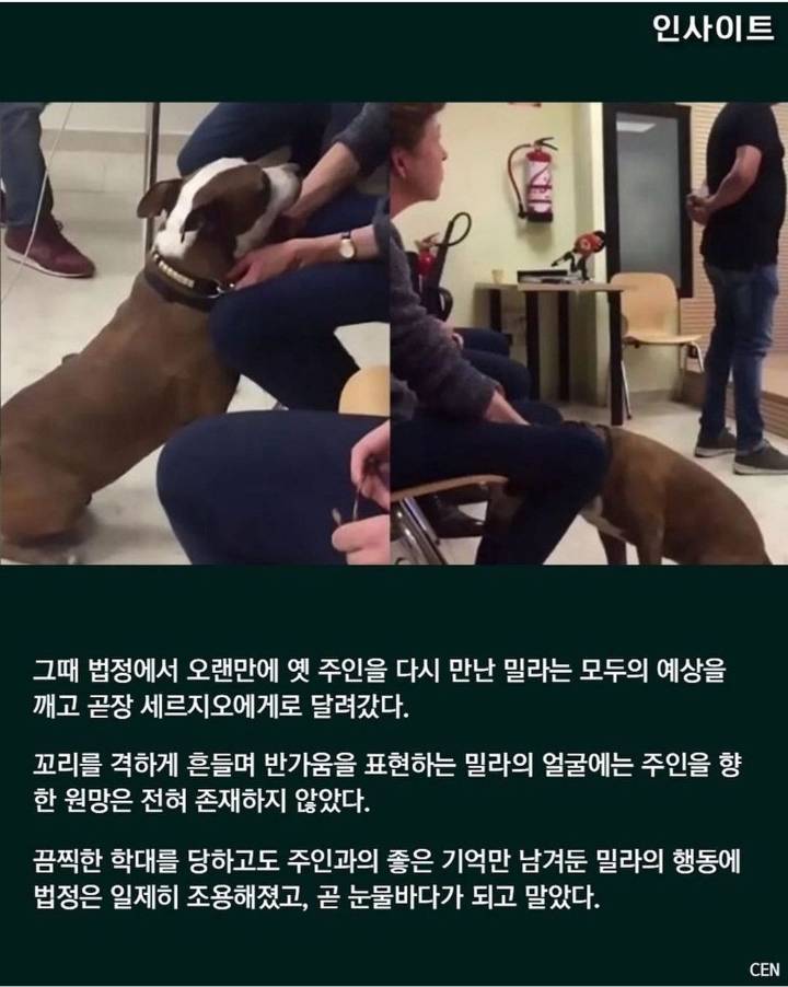 동물학대 혐의로 재판장 온 주인 보자마자 반가움에 꼬리 흔드는 강아지 | 인스티즈