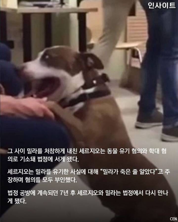 동물학대 혐의로 재판장 온 주인 보자마자 반가움에 꼬리 흔드는 강아지 | 인스티즈