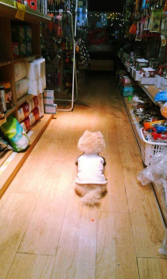 주인이 떠난 뒤 강아지 모습.jpg | 인스티즈