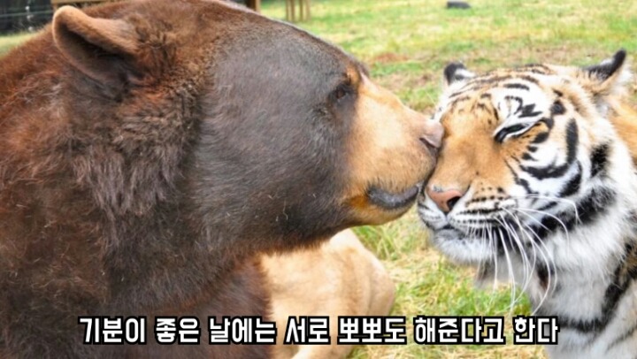 곰 사자 호랑이의 우정 | 인스티즈