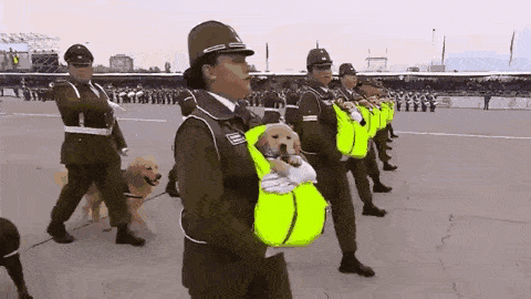 칠레의 예비 경찰견 인절미들.gif | 인스티즈