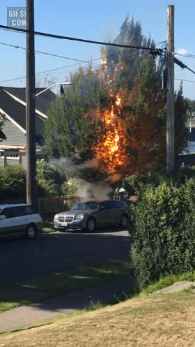 나무에 전기가 지직지직 | 인스티즈