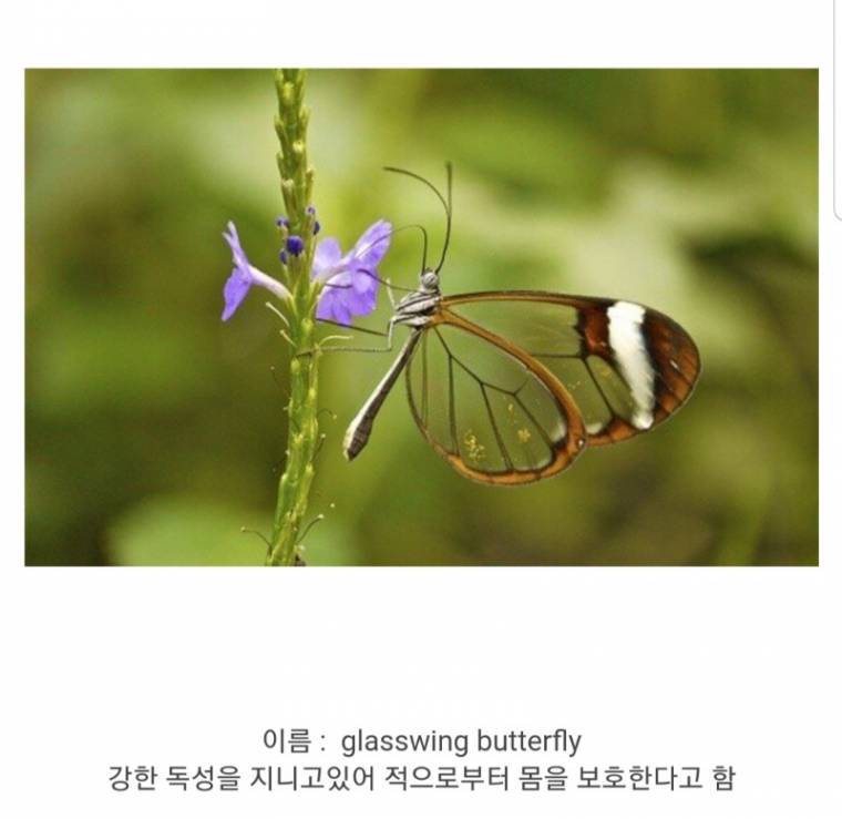 투명한 날개를 가진 나비 | 인스티즈