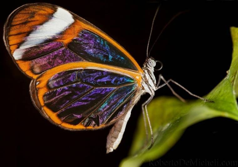 투명한 날개를 가진 나비 | 인스티즈