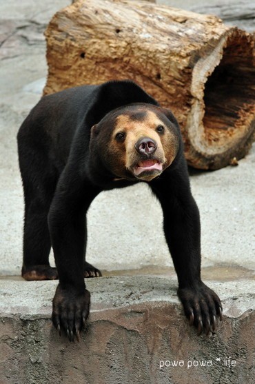 기괴하게 생긴걸로는 만렙보스인 말레이곰 (혐오주의) | 인스티즈