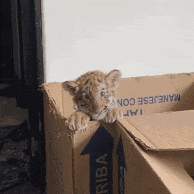 상자가 맘에 든 아기호랑이.gif | 인스티즈