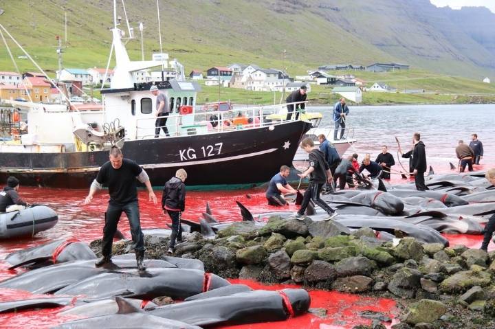 북유럽 페로 제도의 고래사냥 모습 | 인스티즈