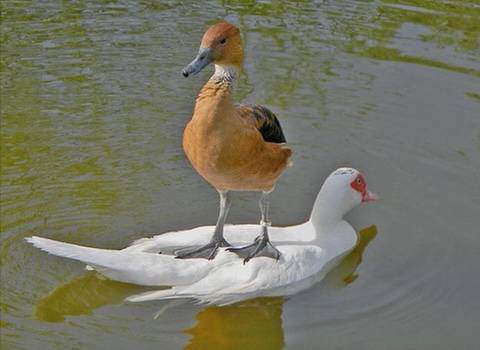 동물 좋아하세요? | 인스티즈