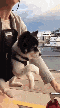 하늘을 달리는 강아지 | 인스티즈