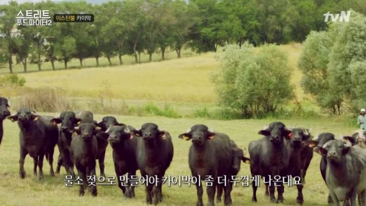 터키가면 꼭 먹어봐야 하는 음식!! (스푸파2) | 인스티즈