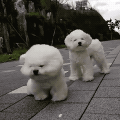 동물 좋아하세요? | 인스티즈