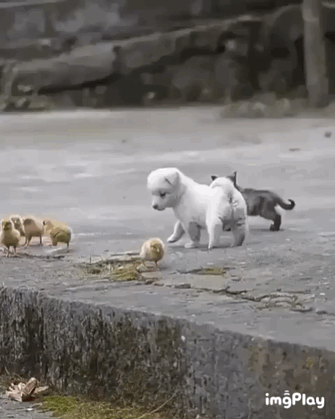 동물 좋아하세요? | 인스티즈