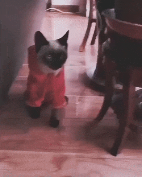 습격당하는 고양이.gif | 인스티즈