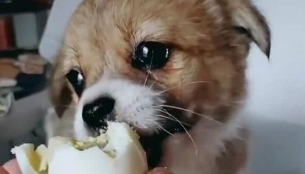 떠돌이 댕댕이에게 계란을 줬더니 | 인스티즈