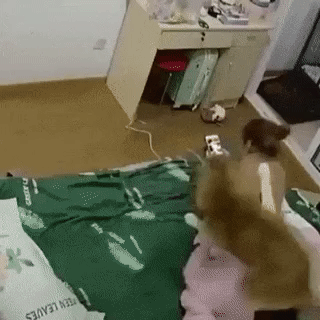 주인아 산책가자 산책!! | 인스티즈