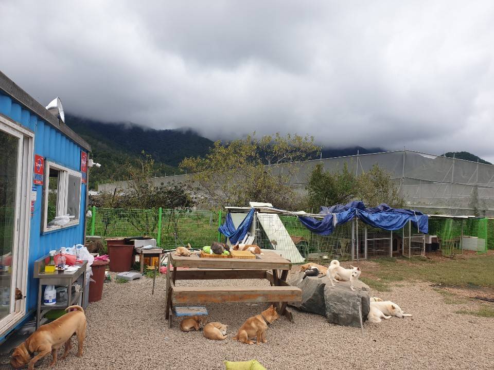 비영리 단체이자 안락사 없는 유기견 사설 보호소(쉼터) 입니다. 많은 관심 부탁드립니다.ㅠㅠ (경남 사천/삼천포/진주) | 인스티즈