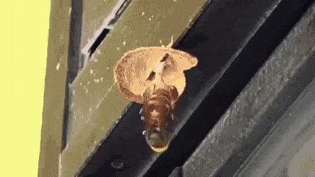 벌집 만드는 말벌 | 인스티즈