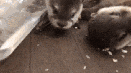 존나 흘리고 먹는 수달찡.gif | 인스티즈