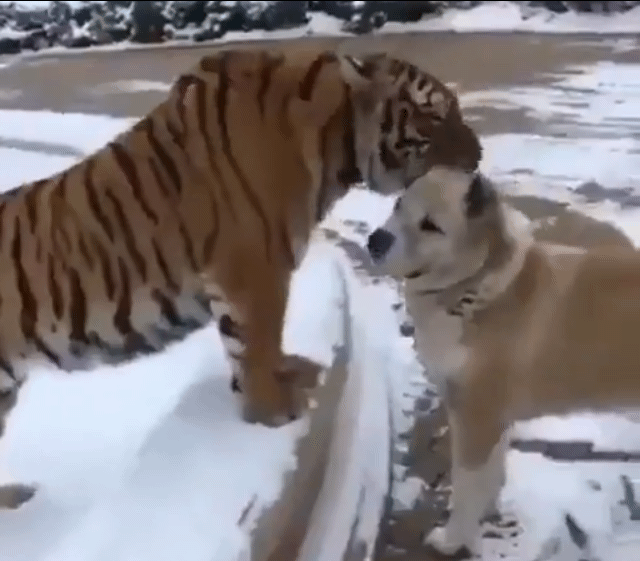 사이좋은 냥이와 멍이.gif | 인스티즈