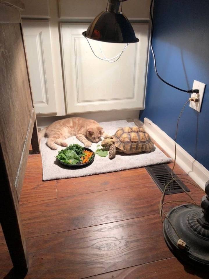 밥 먹는 거북이 기다리다 잠든 고양이.jpg | 인스티즈