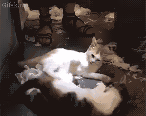 고양이 참교육.gif | 인스티즈