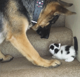 아기 도와주는 착한 댕댕이 | 인스티즈