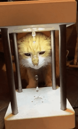 별게다 신기한 냥이 | 인스티즈