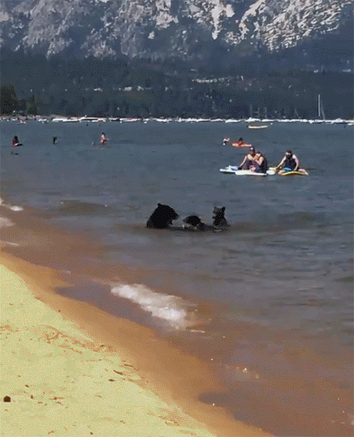 단풍국의 흔한 해수욕장.gif | 인스티즈