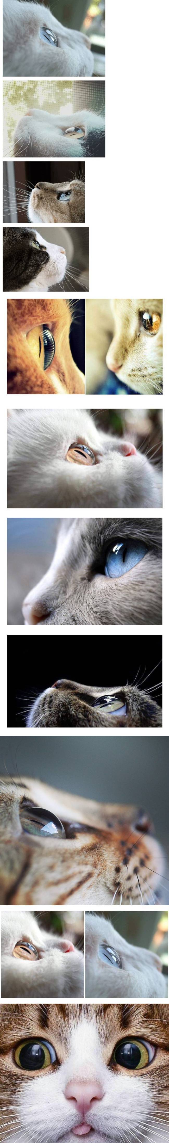 고양이 눈을 옆에서 보면? | 인스티즈