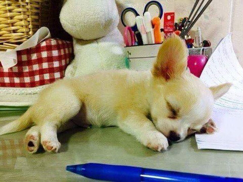 주인 공부 방해하다 잠든 강아지.jpg | 인스티즈