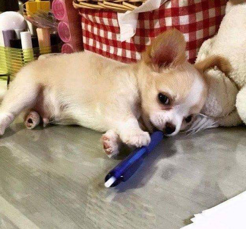 주인 공부 방해하다 잠든 강아지.jpg | 인스티즈