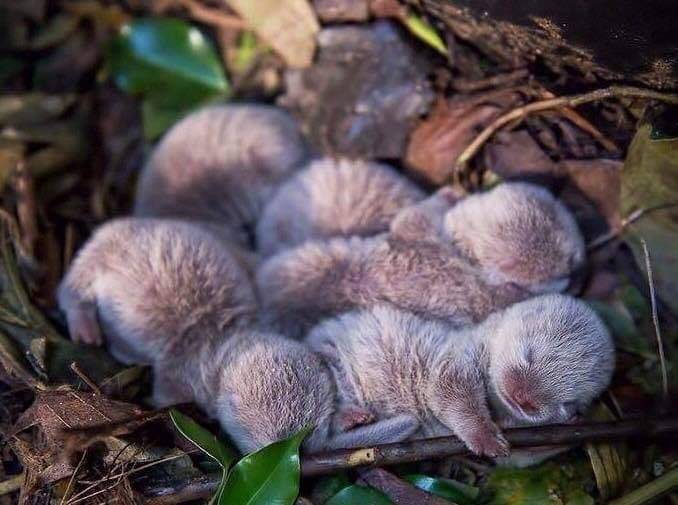 귀여운 아기 수달들.jpg | 인스티즈
