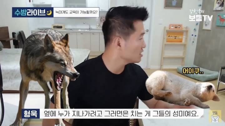 강형욱이 말하는 늑대를 집에서 키울 수 없는 이유 | 인스티즈