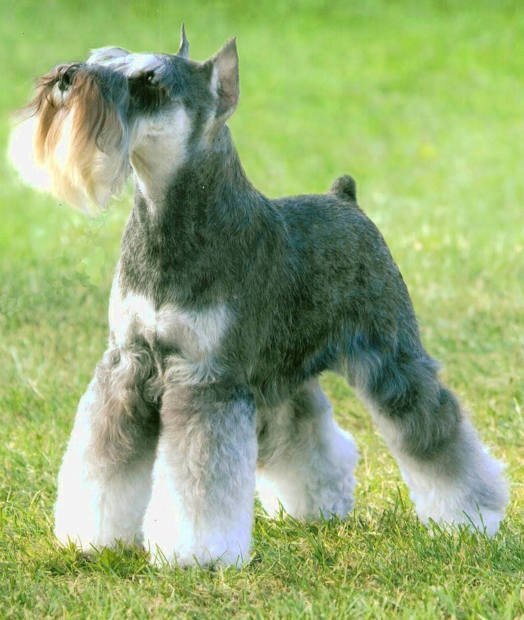 귀가 처진 댕댕이도 꼬리가 긴 댕댕이도 이렇게 사랑스러워요! (강아지 단이 단미에 대한 글) | 인스티즈