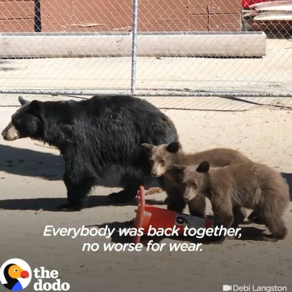 형제곰을 구하려고한 아기곰 | 인스티즈