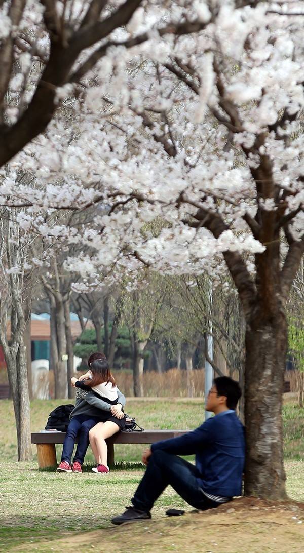 벚꽃축제 레전드.JPG | 인스티즈