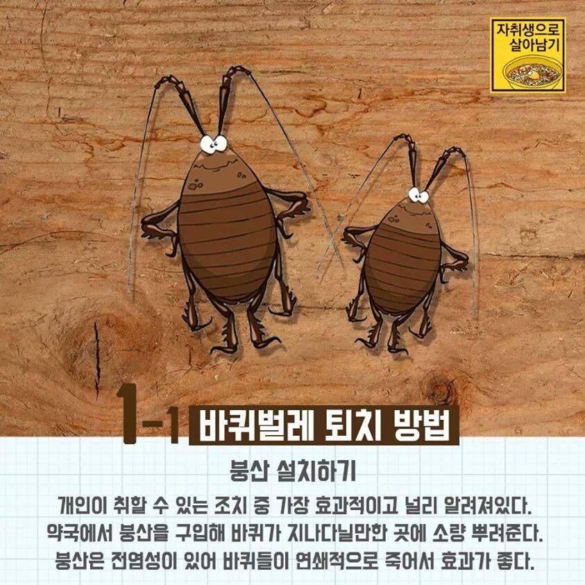 자취방 벌레 박멸법.jpg | 인스티즈