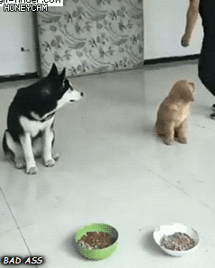 댕댕이 충성심 테스트.gif | 인스티즈