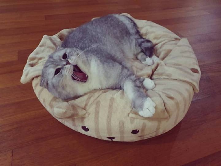 트위치 최고냥이 | 인스티즈