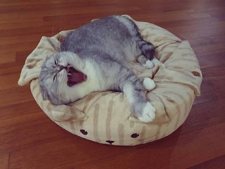 트위치 최고냥이 | 인스티즈