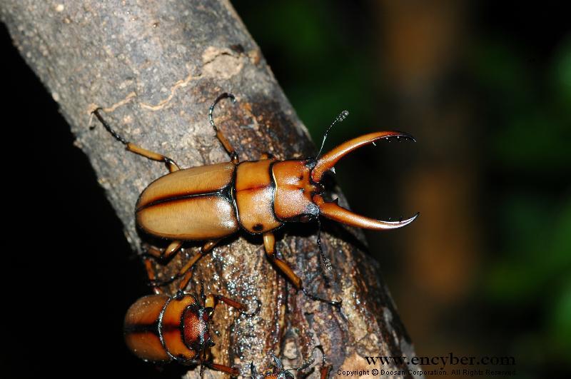 한국산 사슴벌레甲........jpg | 인스티즈