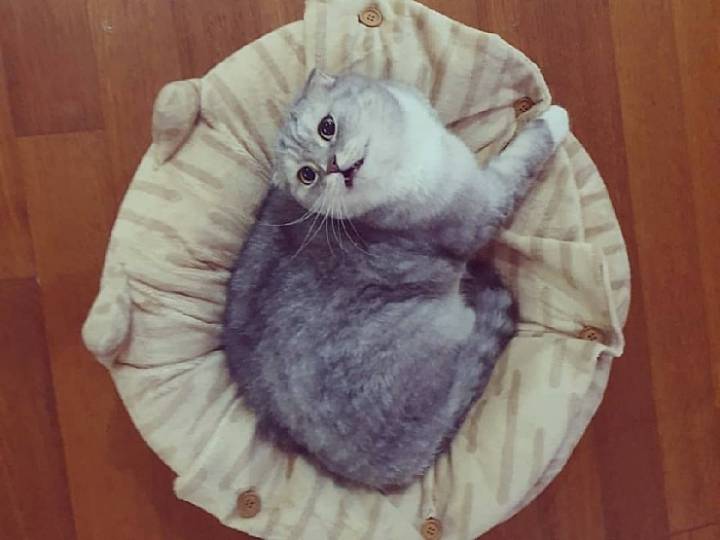 트위치 최고냥이 | 인스티즈