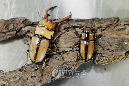 한국산 사슴벌레甲........jpg | 인스티즈