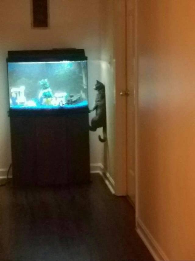 어항을 바라보는 고양이들 | 인스티즈