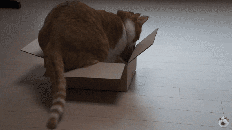 박스에 들어가고 싶다옹~ | 인스티즈