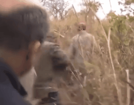 사냥꾼을 공격한 표범 | 인스티즈